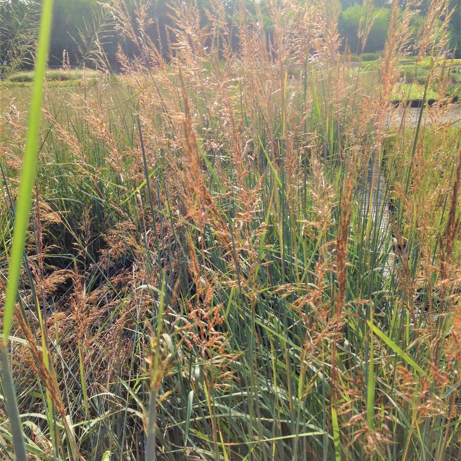 Sorghastrum 'Indian Steel' - Indian Grass from Babikow Wholesale Nursery