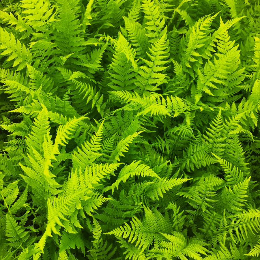 Athyrium felix femina - Lady fern from Babikow Wholesale Nursery