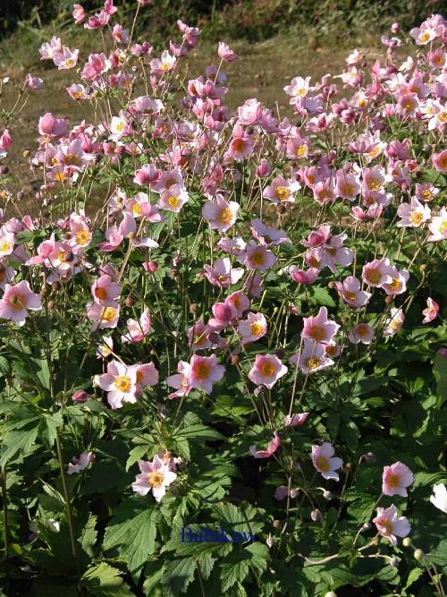 Anemone 'Robustissima' - Windflower from Babikow Wholesale Nursery