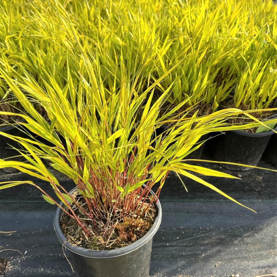 Hakonechloa 'Aureola' - Golden Japanese Forest Grass from Babikow Wholesale Nursery