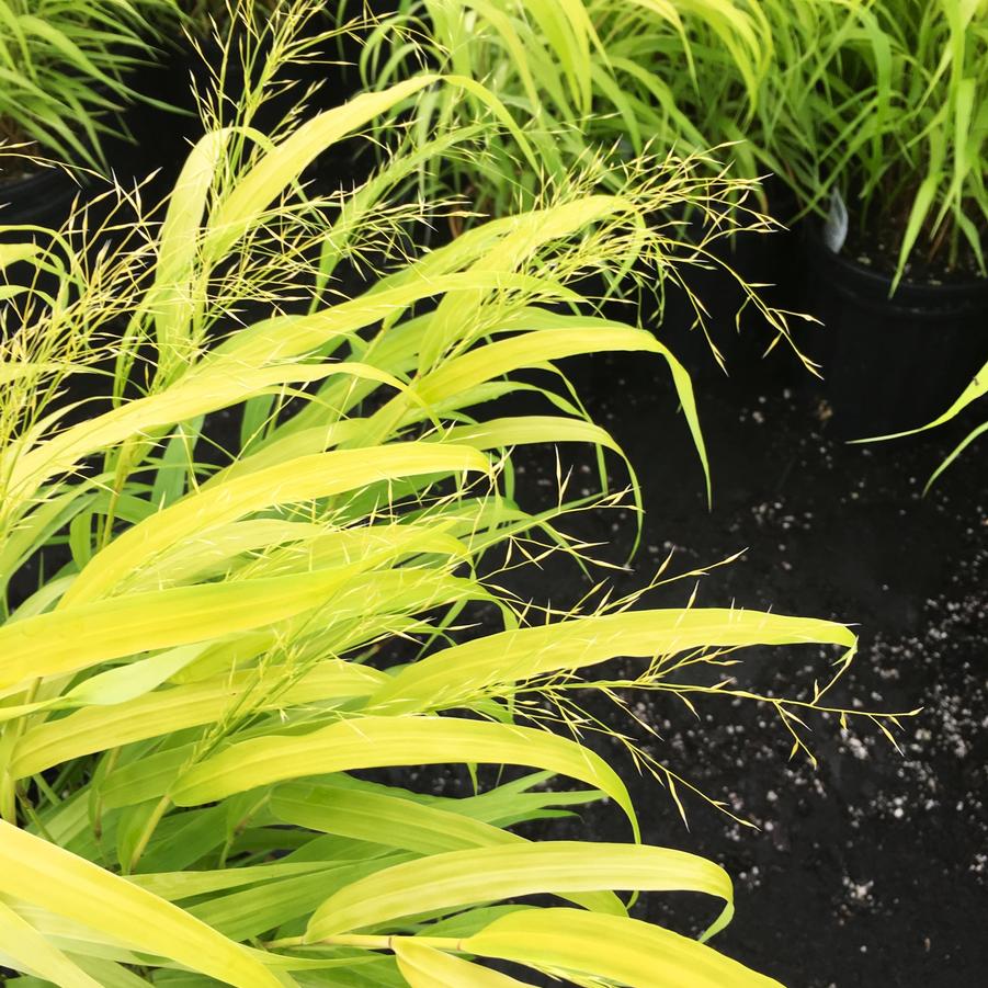 Hakonechloa 'Allgold' - Gold Hackone grass from Babikow Wholesale Nursery