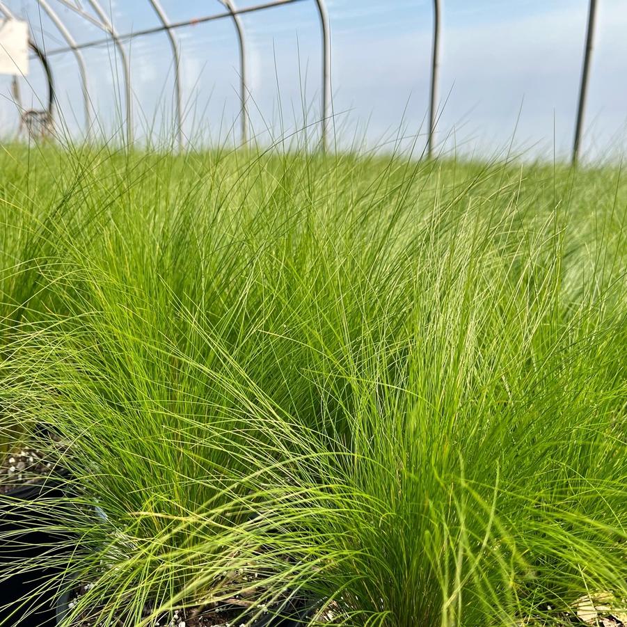 Nassella tenuissima - Feather grass from Babikow Wholesale Nursery