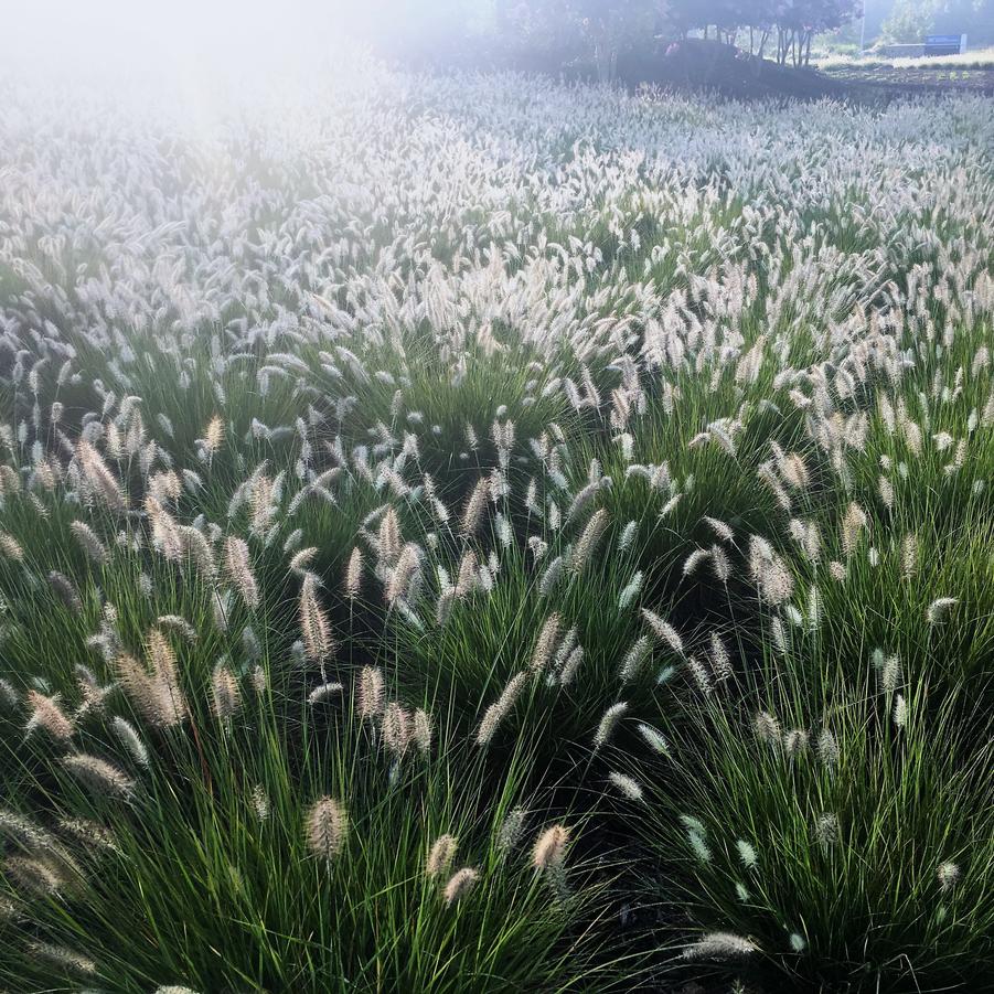 Pennisetum 'Hameln' - Dwarf Fountain Grass from Babikow Wholesale Nursery