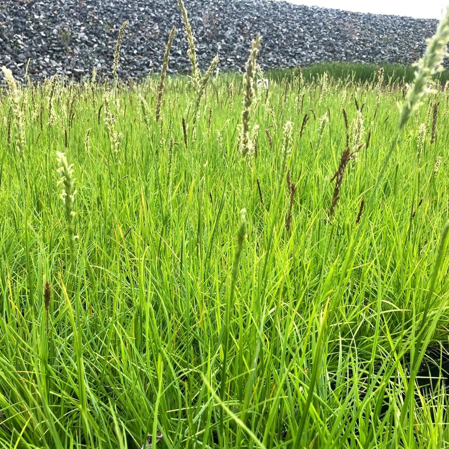 Sesleria autumnalis - Autumn Moor Grass from Babikow