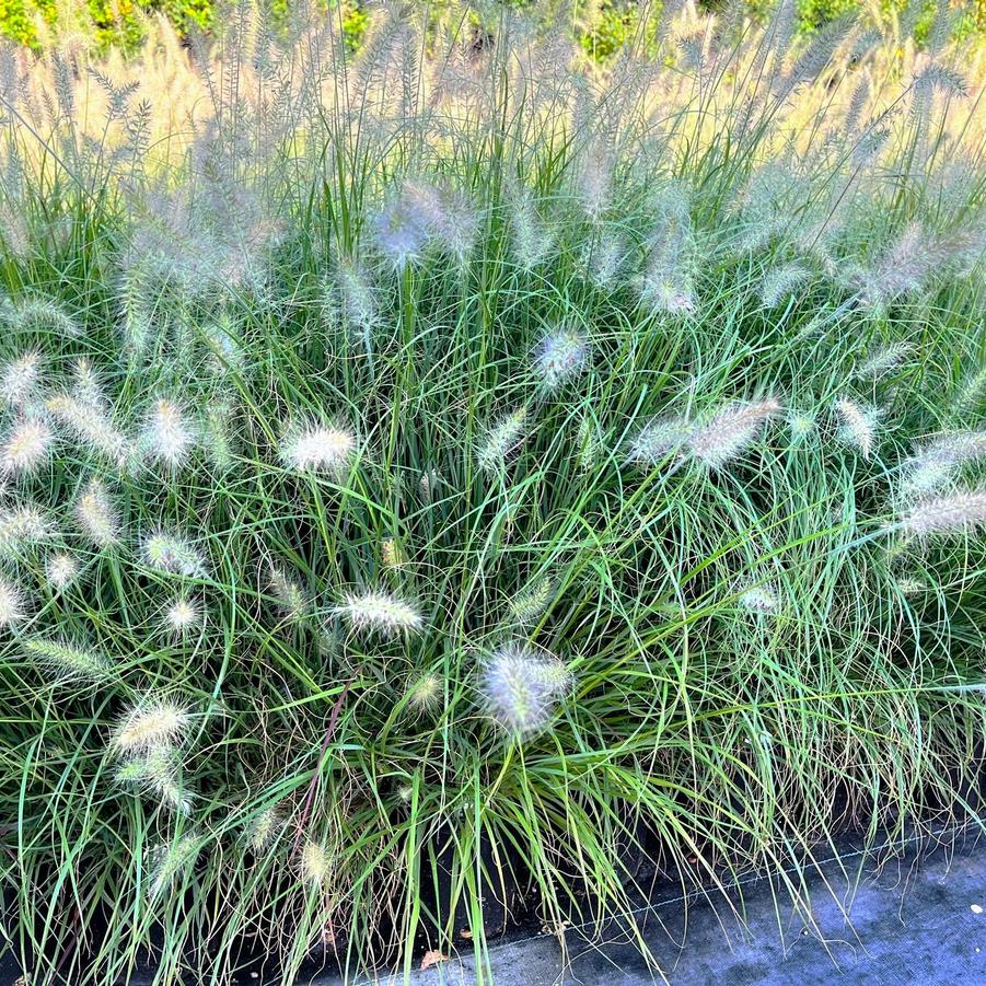 Pennisetum 'Cassian' - Dwarf Fountain Grass from Babikow Wholesale Nursery