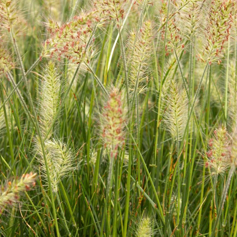 Pennisetum 'Hameln' - Dwarf Fountain Grass from Babikow Wholesale Nursery