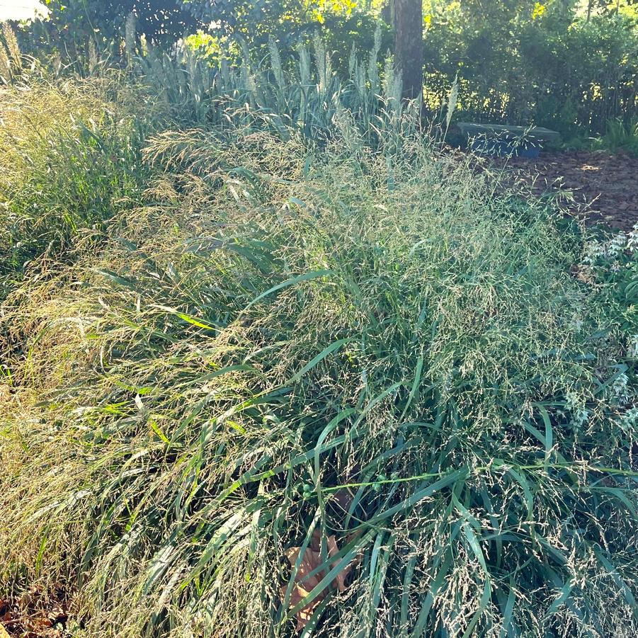 Panicum 'Cape Breeze' - Switchgrass from Babikow Wholesale Nursery